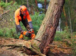 Best Tree Risk Assessment  in Athens, WV