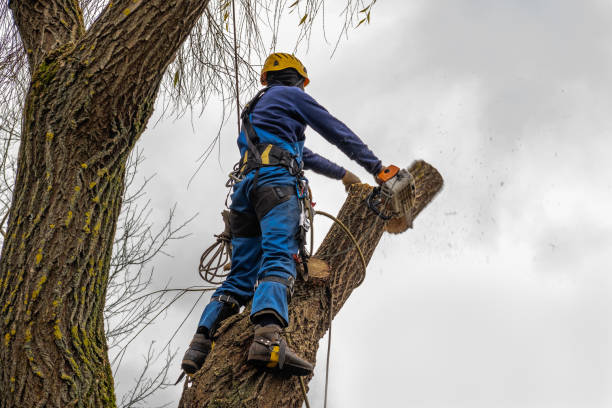 Best Tree Disease Treatment  in Athens, WV