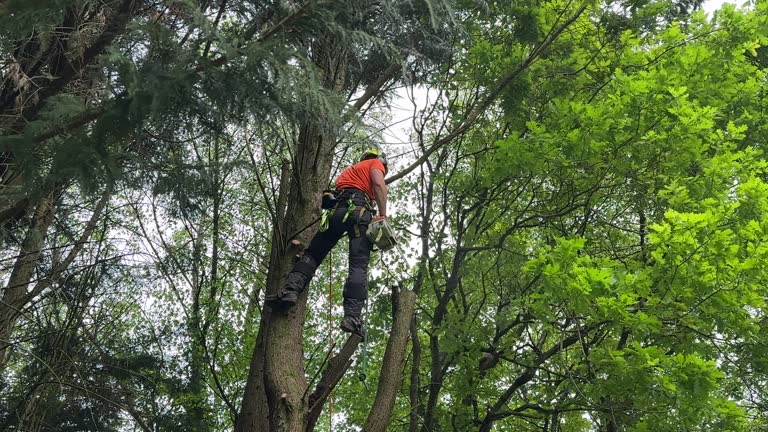 Best Weed Control  in Athens, WV